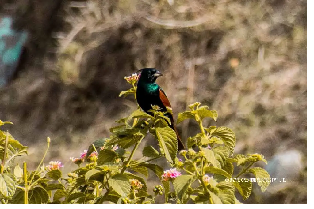 Image of Trekking & Bird Watching, a popular attraction in Nainital